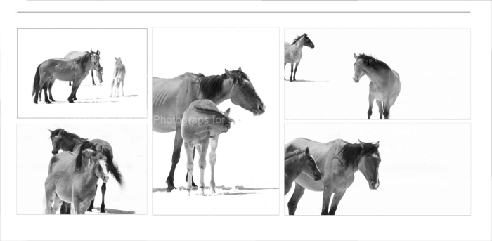 HORSES-EQUINE-Wild-Mustangs-in-the-Snow-BLACK-AND-WHITE-FINE-ART-PHOTOGRAPHY-FOR-SALE