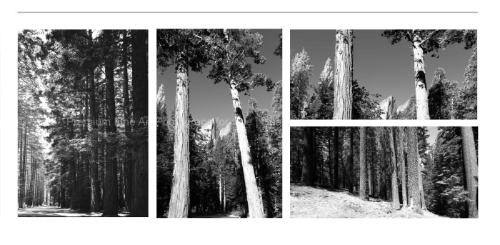 LANDSCAPE-Favouire-TREES-3-SEQUIA-BLACK-AND-WHITE-FINE-ART-PHOTOGRAPHY-FOR-SALE