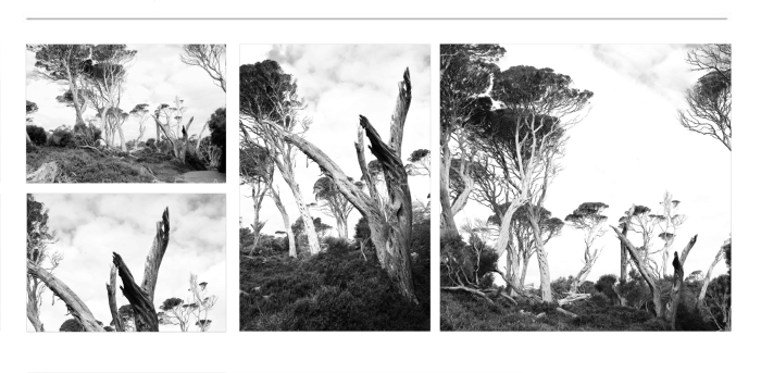 LANDSCAPE-Favourite-TREES-BLACK-AND-WHITE-FINE-ART-PHOTOGRAPHY-FOR-SALE