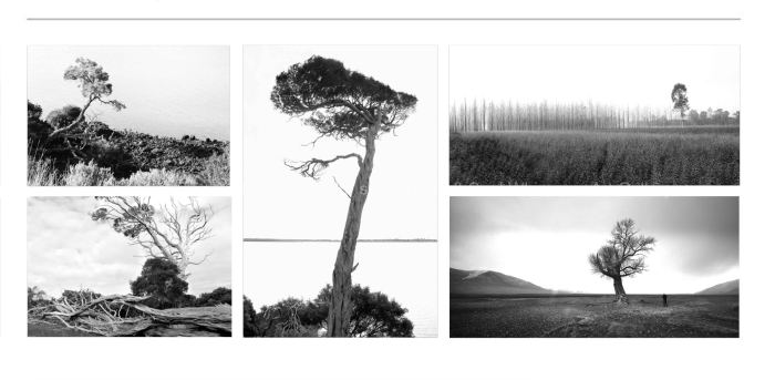 LANDSCAPE-Lone-trees-VIC-BLACK-AND-WHITE-FINE-ART-PHOTOGRAPHY-FOR-SALE