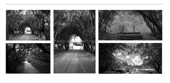 LANDSCAPE-PATHWAYS-THROUGH-THE-TREES-BLACK-AND-WHITE-FINE-ART-PHOTOGRAPHY-FOR-SALE
