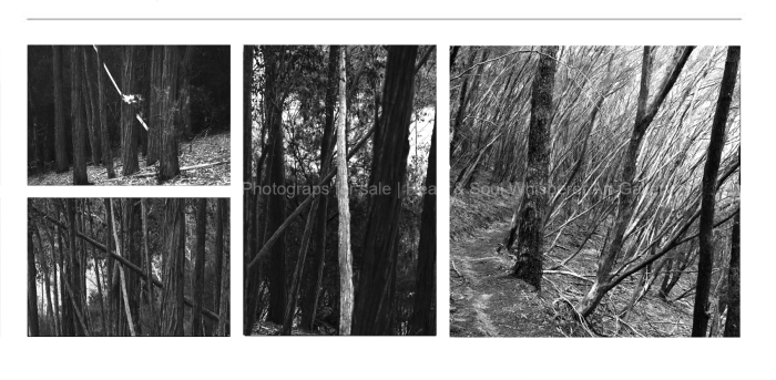 LANDSCAPE-The-odds-at-the-Churchill-TREES-BLACK-AND-WHITE-FINE-ART-PHOTOGRAPHY-FOR-SALE