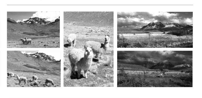 LANDSCAPE-WITH-ANIMALS-BLACK-AND-WHITE-FINE-ART-PHOTOGRAPHY-FOR-SALE