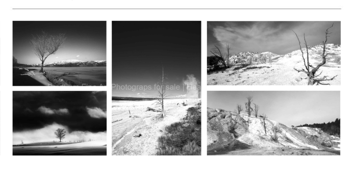MINIMALISM-Dead-Trees-at-the-geyshers-BLACK-AND-WHITE-FINE-ART-PHOTOGRAPHY-FOR-SALE