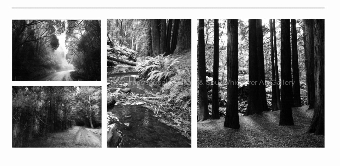 VICTORIAN-RAINFOREST-BLACK-AND-WHITE-FINE-ART-PHOTOGRAPHS-FOR-SALE
