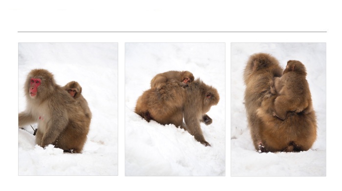 WILDLIFE-AND-ANIMAL-PHOTOGRAPHS-6