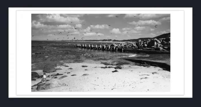 20.28-2.-50I-WATERSCAPES-JETTY-FORESHORE-Black-and-White-Photo-L1018212-Cape-Conran-East-Gippsland-2019