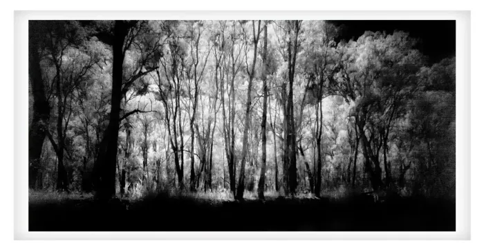 5.7.18-MYSTICAL-INFRARED-Black-and-White-Photos-L1017851-Murray-River-Echuca-2019