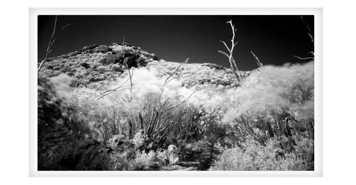 5.7.22-MYSTICAL-INFRARED-Black-and-White-Photos-L1030487-The-Catherdral-Mt.-Buffalo-2015