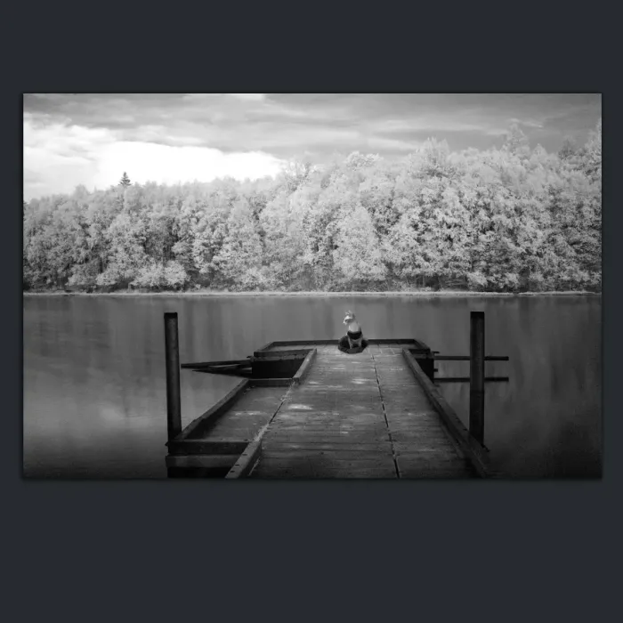5.3.25-INFRARED-PHOTOS-LANDSCAPE-Black-and-White-Kincaid-Park-Alaska-L1004514-2016