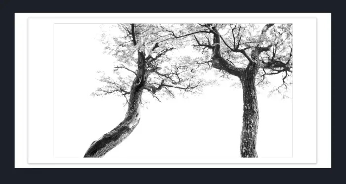 17.10.1-MINIMALISM-TREES-Black-and-White-Photographs-Mt-Fitzroy-trek-South-America-L1023893-2015