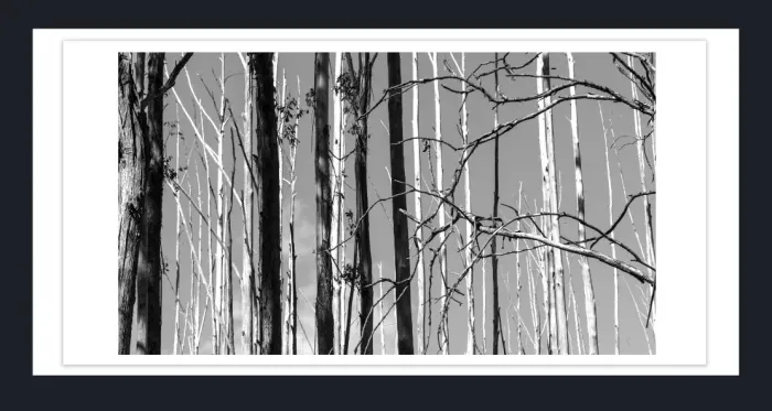 17.10.10-MINIMALISM-TREES-Black-and-White-Photographs-L1029539-Vic-2015