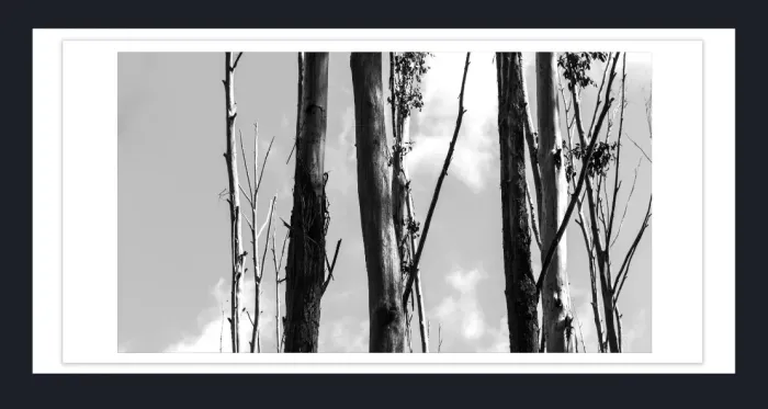 17.10.11-MINIMALISM-TREES-Black-and-White-Photographs-L1029545-Vic-2015