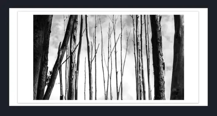 17.10.12-MINIMALISM-TREES-Black-and-White-Photographs-L1029546-Vic-2015