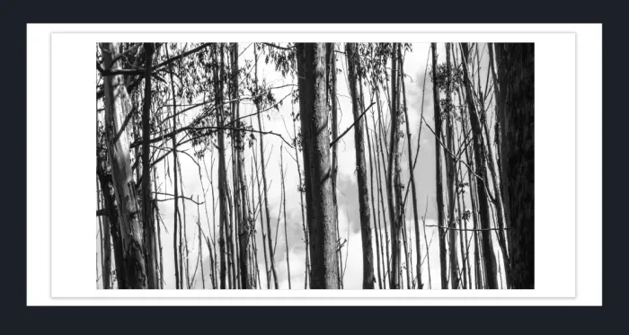 17.10.13-MINIMALISM-TREES-Black-and-White-Photographs-L1029555-Vic-2015