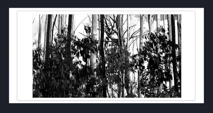 17.10.14-MINIMALISM-TREES-Black-and-White-Photographs-L1029533-Vic-2015