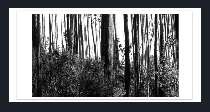 17.10.15-MINIMALISM-TREES-Black-and-White-Photographs-L1029556-Vic-2015