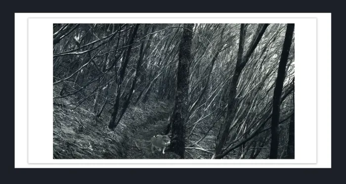 17.10.16-MINIMALISM-TREES-Black-and-White-Photographs-L1029036-Vic-2015