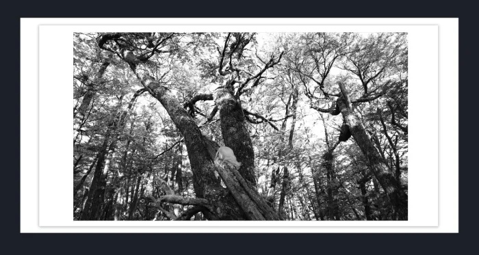 17.10.17-MINIMALISM-TREES-Black-and-White-Photographs-L1023711-Vic-2015