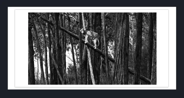 17.10.18-MINIMALISM-TREES-Black-and-White-Photographs-L1029141-Vic-2015