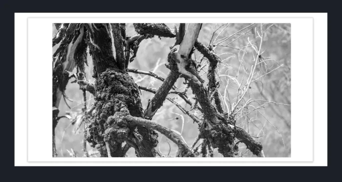 17.10.19-TREE-CLOSEUP-Black-and-White-Photographs-L1029167-Vic-2015