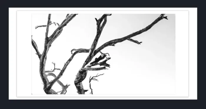 17.10.19A-TREE-CLOSEUP-Black-and-White-Photographs-L1030277-Vic-2015