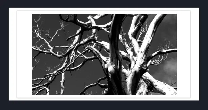 17.10.19B-TREE-CLOSEUP-Black-and-White-Photographs-_DSC3524-Vic-2015
