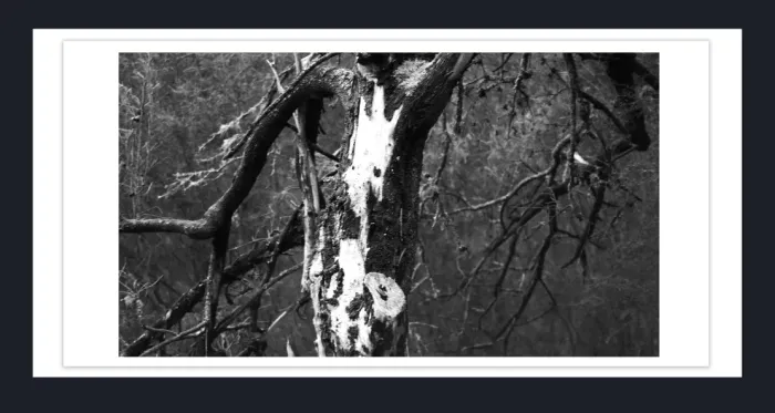 17.10.19C-TREE-CLOSEUP-Black-and-White-Photographs-L1029161-Lake-Eildon-Vic-2015