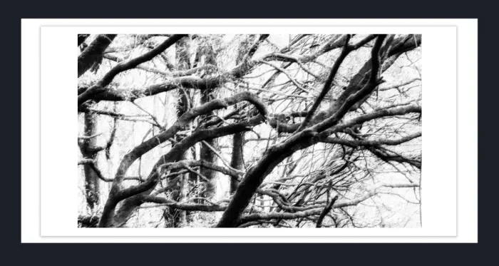 17.10.19D-TREE-CLOSEUP-Black-and-White-Photographs-L1027366-Walk-to-Hopetoun-Falls-Vic-2015