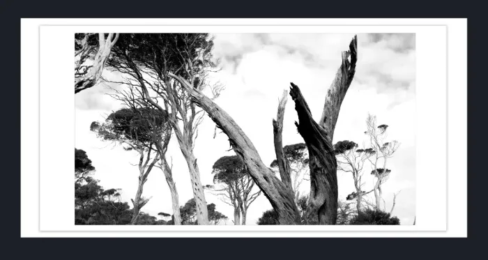 17.10.20-MINIMALISTIC-TREE-Black-and-White-Photographs-L1028335-Vic-2015