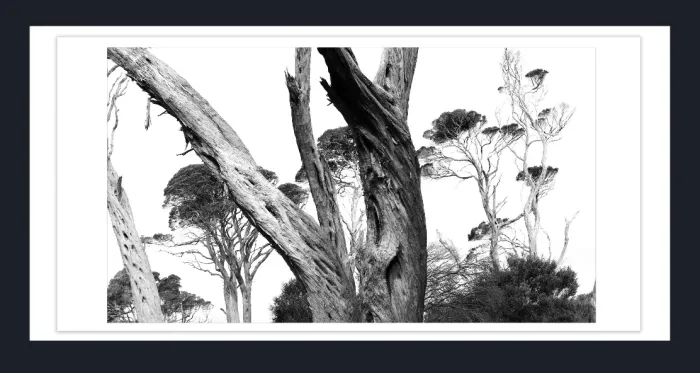 17.10.21-MINIMALISTIC-TREE-Black-and-White-Photographs-L1028336-Wilosn-Prom-Vic-2015