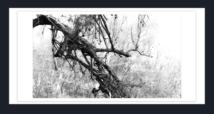 17.10.22-MINIMALISTIC-TREE-Black-and-White-Photographs-L1029002-Lake-Eildon-Vic-2015