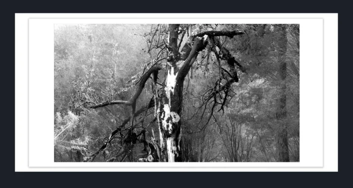 17.10.23-MINIMALISTIC-TREE-Black-and-White-Photographs-L1029004-Lake-Eildon-Vic-2015
