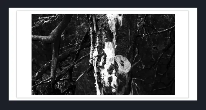 17.10.24-MINIMALISTIC-TREE-Black-and-White-Photographs-L1029160-Lake-Eildon-Vic-2015