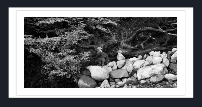 17.10.25-MINIMALISTIC-TREE-Black-and-White-Photographs-L1023947-2016