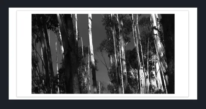 17.10.4-MINIMALISM-TREES-Black-and-White-Photographs-L1029530-Vic-2015