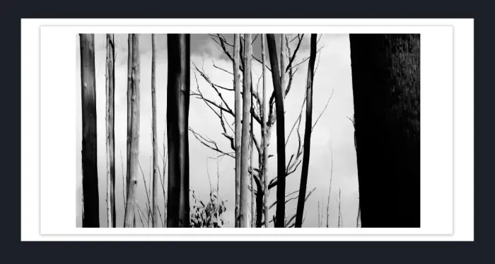17.10.5-MINIMALISM-TREES-Black-and-White-Photographs-L1029525-Vic-2015