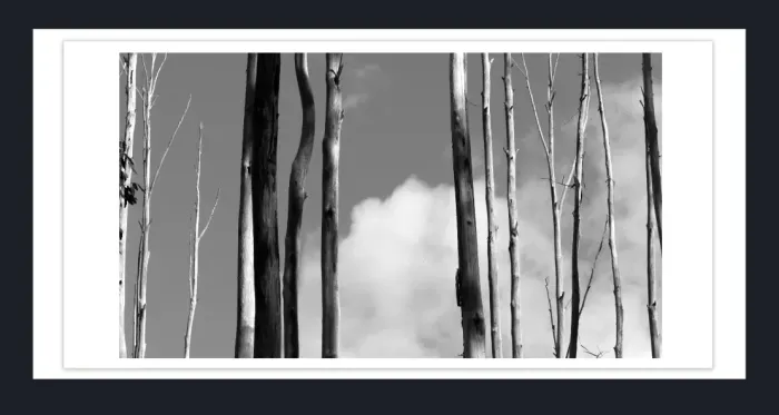 17.10.6-MINIMALISM-TREES-Black-and-White-Photographs-L1029526-Vic-2015