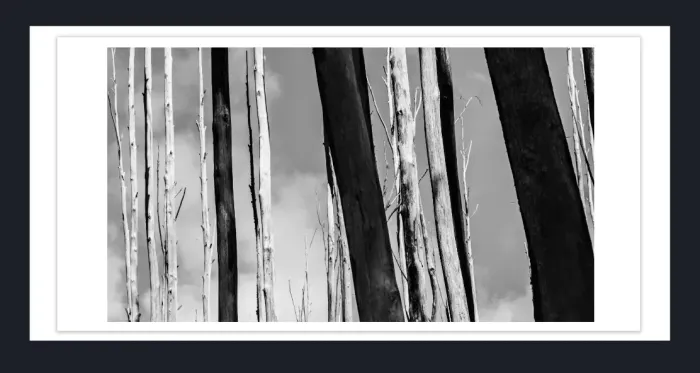 17.10.7-MINIMALISM-TREES-Black-and-White-Photographs-L1029528-Vic-2015