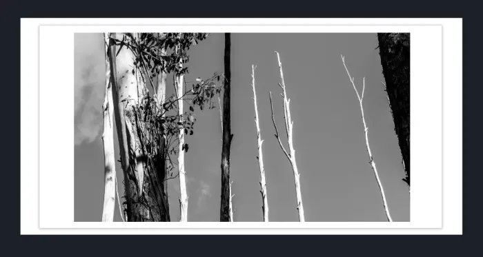 17.10.8-MINIMALISM-TREES-Black-and-White-Photographs-L1029534-Vic-2015