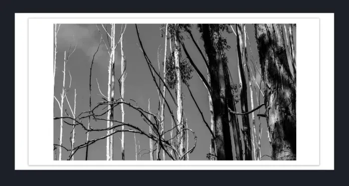 17.10.9-MINIMALISM-TREES-Black-and-White-Photographs-L1029538-Vic-2015