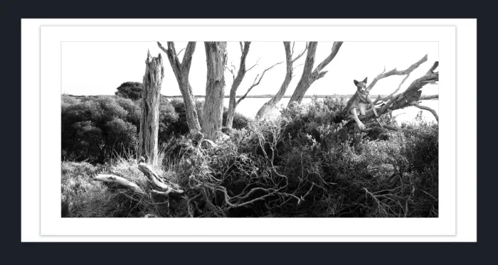 17.8.10-DEAD-TREES-Black-and-White-Photographs-Victoria-L1028328-29-2015