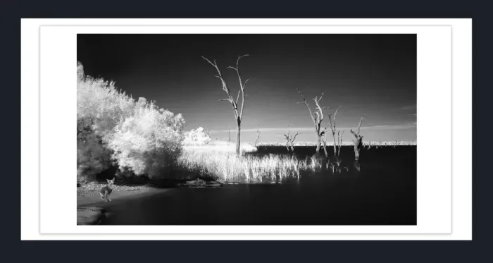 17.8.2A-DEAD-TREES-Black-and-White-Photographs-Mulwala-Lake-Yarrawonga-L1017875-2019