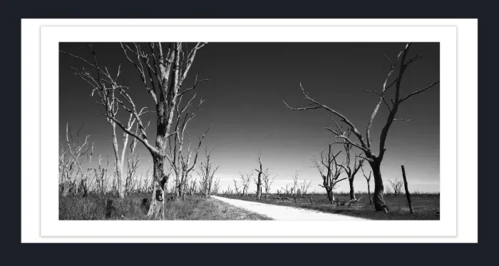17.8.3A-DEAD-TREES-Black-and-White-Photographs-Winton-Wetlands-Benalla-Victoria-L1030179-2015