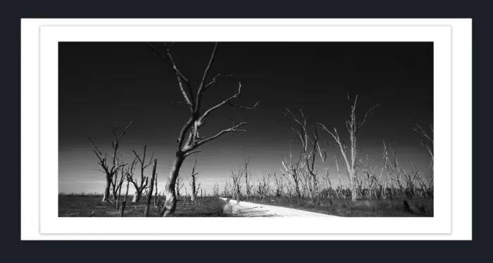 17.8.3B-1-DEAD-TREES-Black-and-White-Photographs-Winton-Wetlands-Benalla-Victoria-L1030184-86-2015