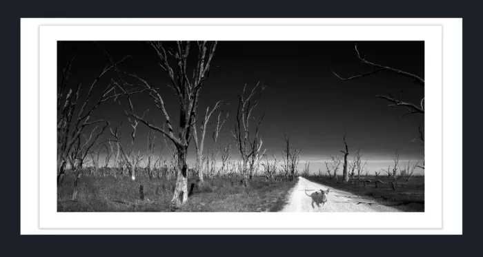 17.8.3B-2-DEAD-TREES-Black-and-White-Photographs-Winton-Wetlands-Benalla-Victoria-L1030182-2015