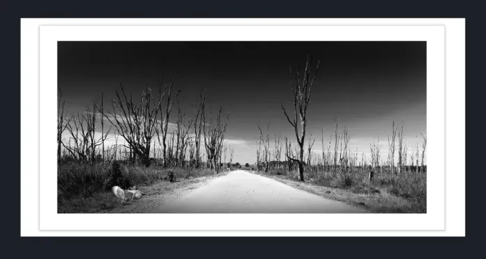 17.8.3D-DEAD-TREES-Black-and-White-Photographs-Winton-Wetlands-Benalla-Victoria-L1030156-2015