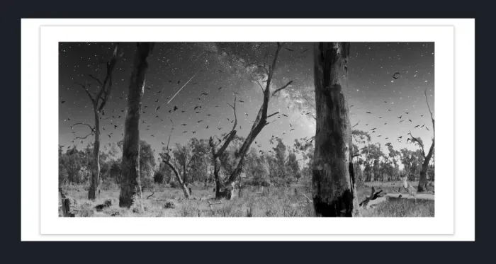 17.8.3H-DEAD-TREES-Black-and-White-Photographs-Winton-Wetlands-Benalla-Victoria-L1030172-2015