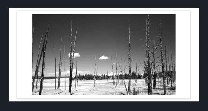 17.8.4-DEAD-TREES-Black-and-White-Photographs-Yellowstone-USA-L1000509-2016