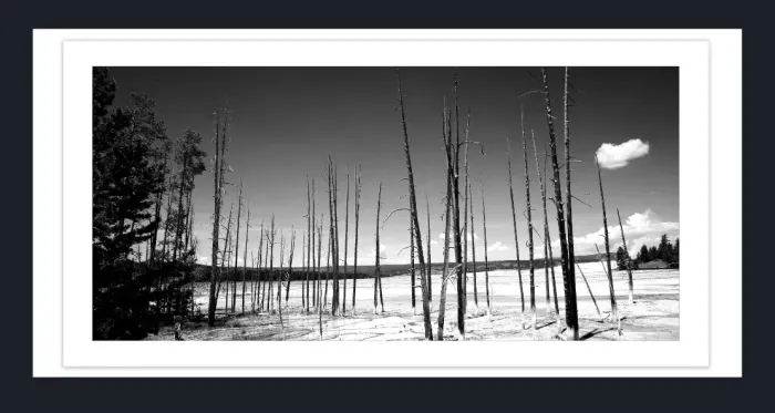 17.8.4A-DEAD-TREES-Black-and-White-Photographs-Yellowstone-USA-L1000507-2016